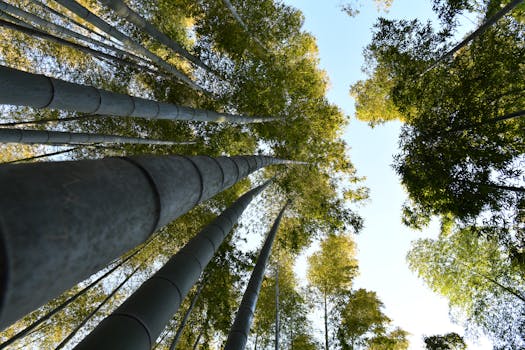 Beyond Soft: Unpacking the True Allure of Bamboo Pajamas
