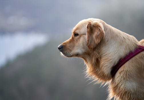 Beyond the Bag: Crafting a Tail-Wagging Diet for Your Golden Retriever