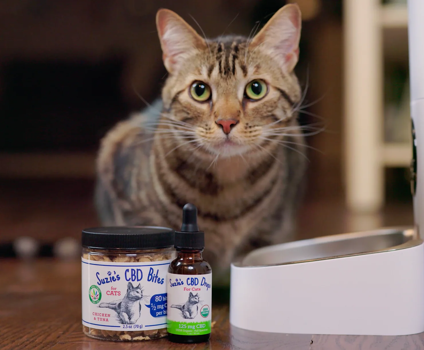 Could Your Senior Cat Benefit from CBD Oil?
