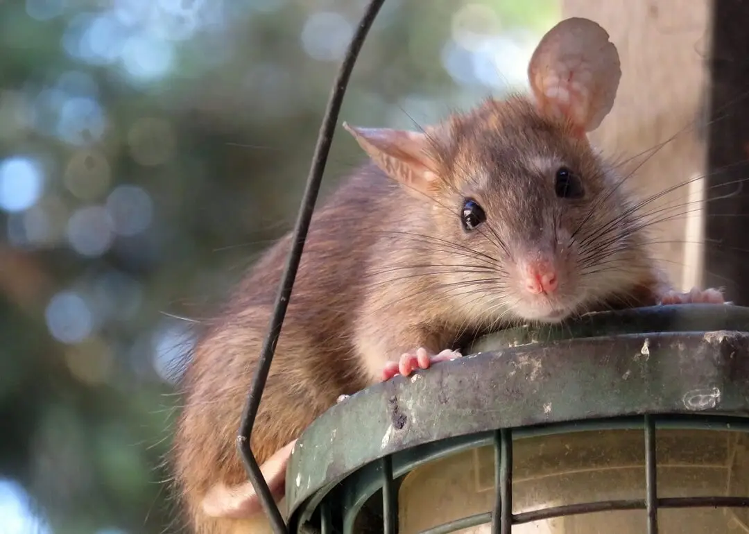 What Can Attract Rodents to Your Home Without You Realizing