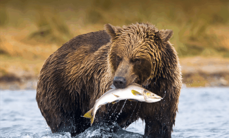 How Much Does A Brown Bear Weigh