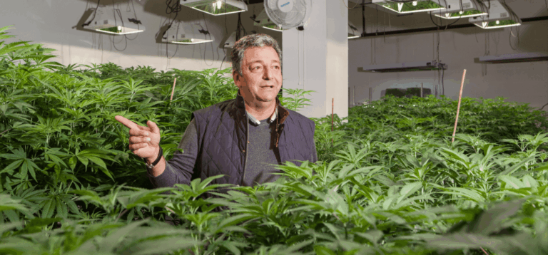 Why Cannabis Businesses Rely On Certified Public Accountants
