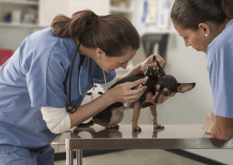 How Animal Hospitals Ensure Safe Anesthesia Practices