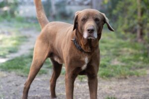 Formentino Cane Corso