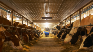 How to Balance Sustainability and Productivity in Your Cattle Business