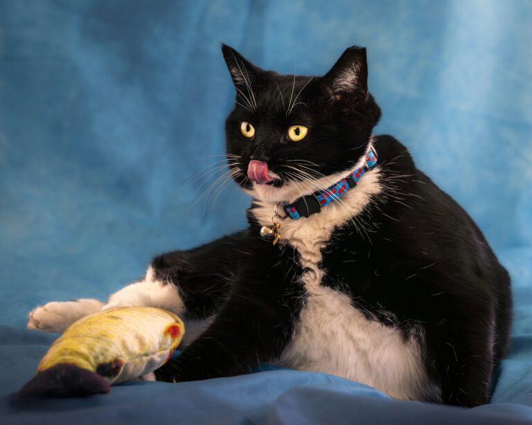 Selecting Toys for an Active and Engaged Cat