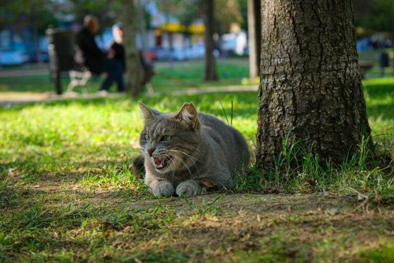 Decoding Your Cat: Understanding Behavior & Actions