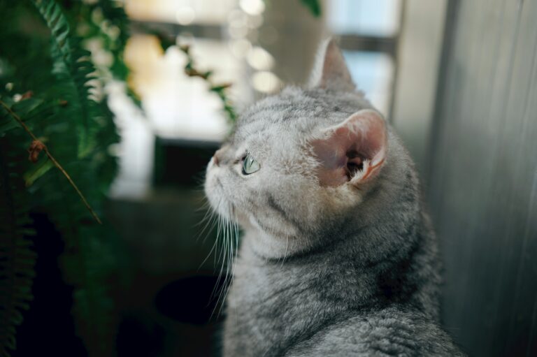 Caring for an Indoor Cat: Keeping It Mentally Stimulated