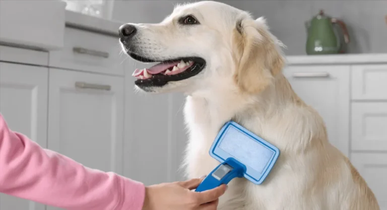 Protecting Your Pet: Preventing Fleas and Ticks for Health