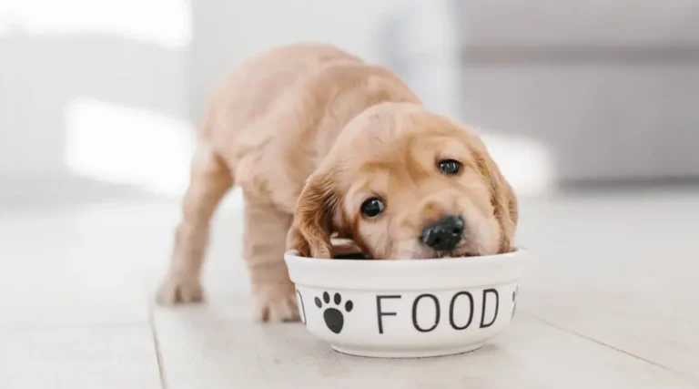 Choosing the Right Diet for Your Pet: A Balanced and Healthy Approach