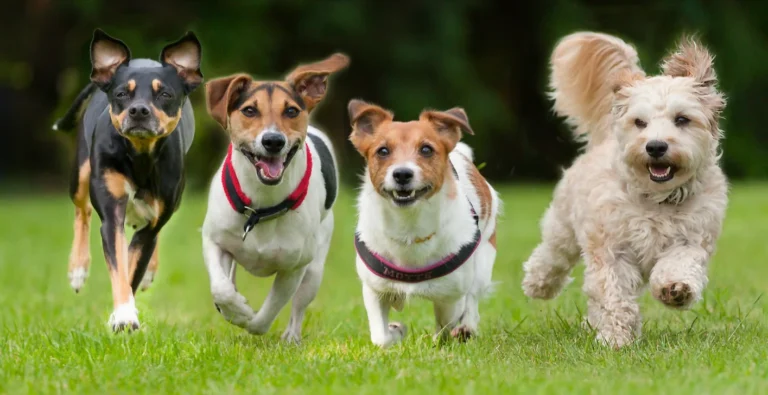 Choosing the Right Dog for Your Family Life