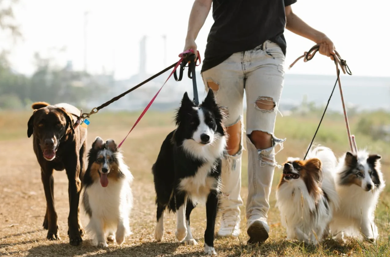 Establishing a Healthy Daily Routine for Your Pet