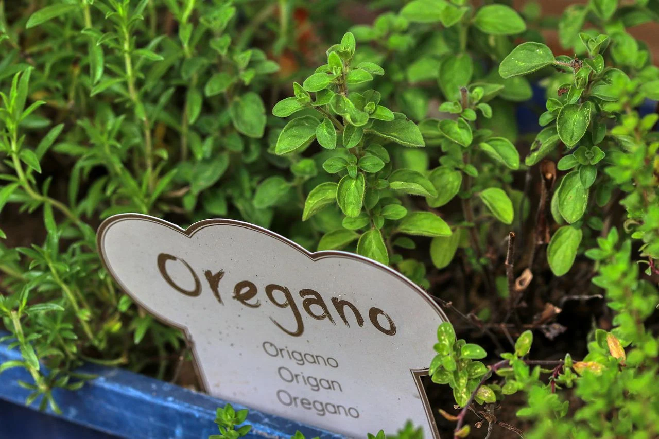 wellhealthorganic.com: health-benefits-and-side-effects-of-oil-of-oregano