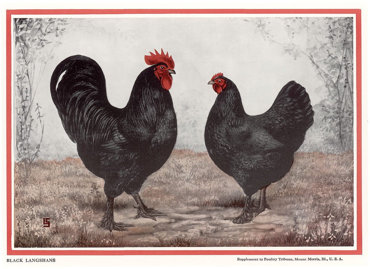 Black Chicken Egg : Unveiling the Mysteries and Nutritional Power of the Rare Black Chicken Egg