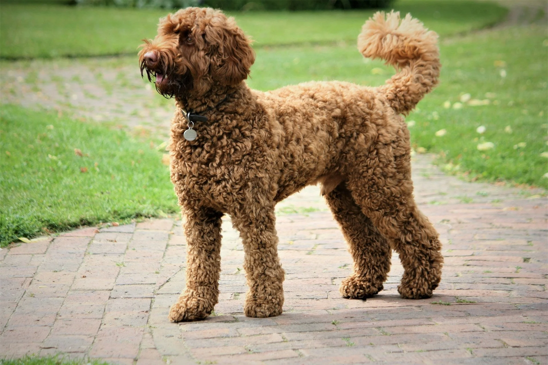 Do Labradoodle Shed? The Answer May Surprise You