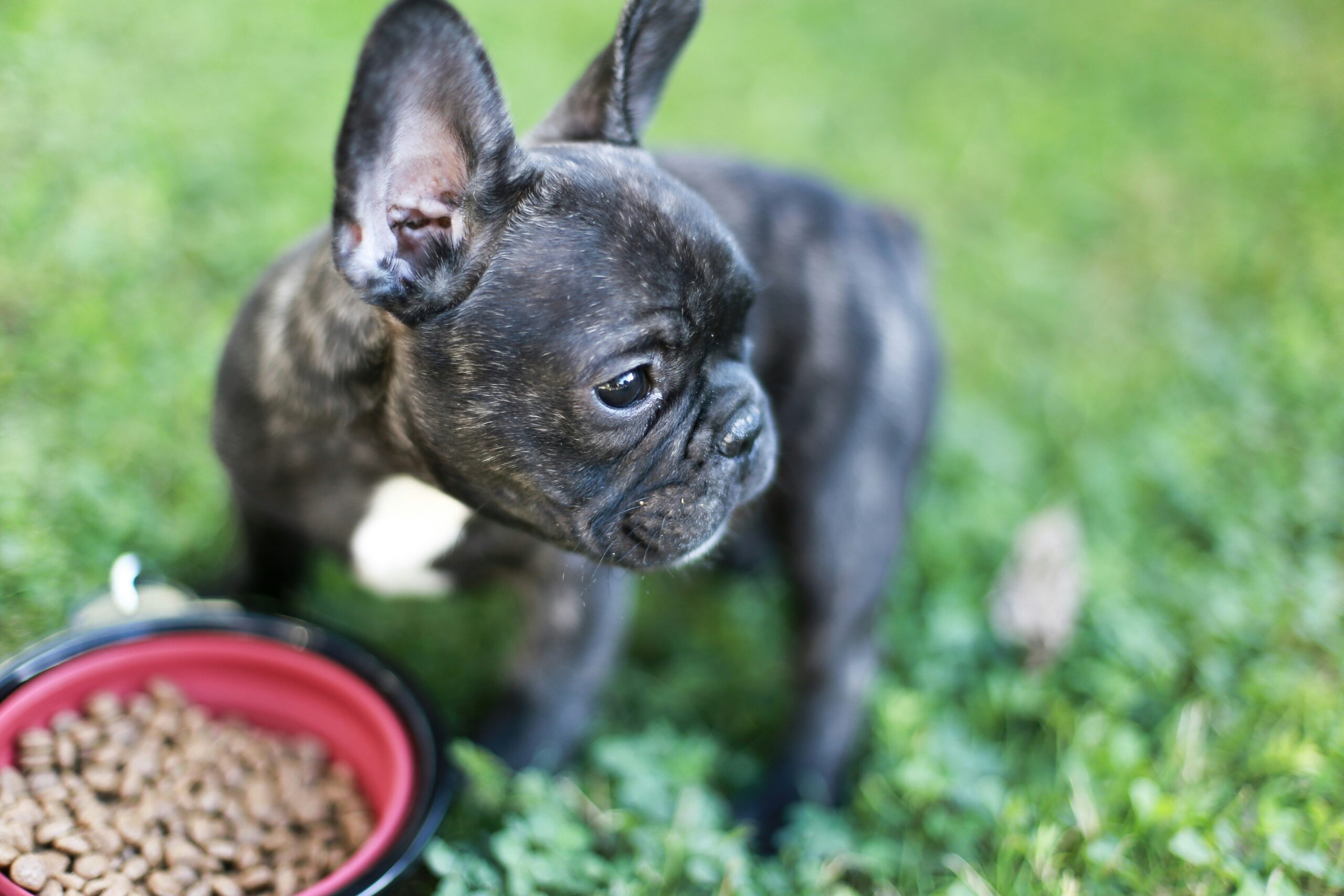 Feeding Frequency: Key to Pet Nutrition