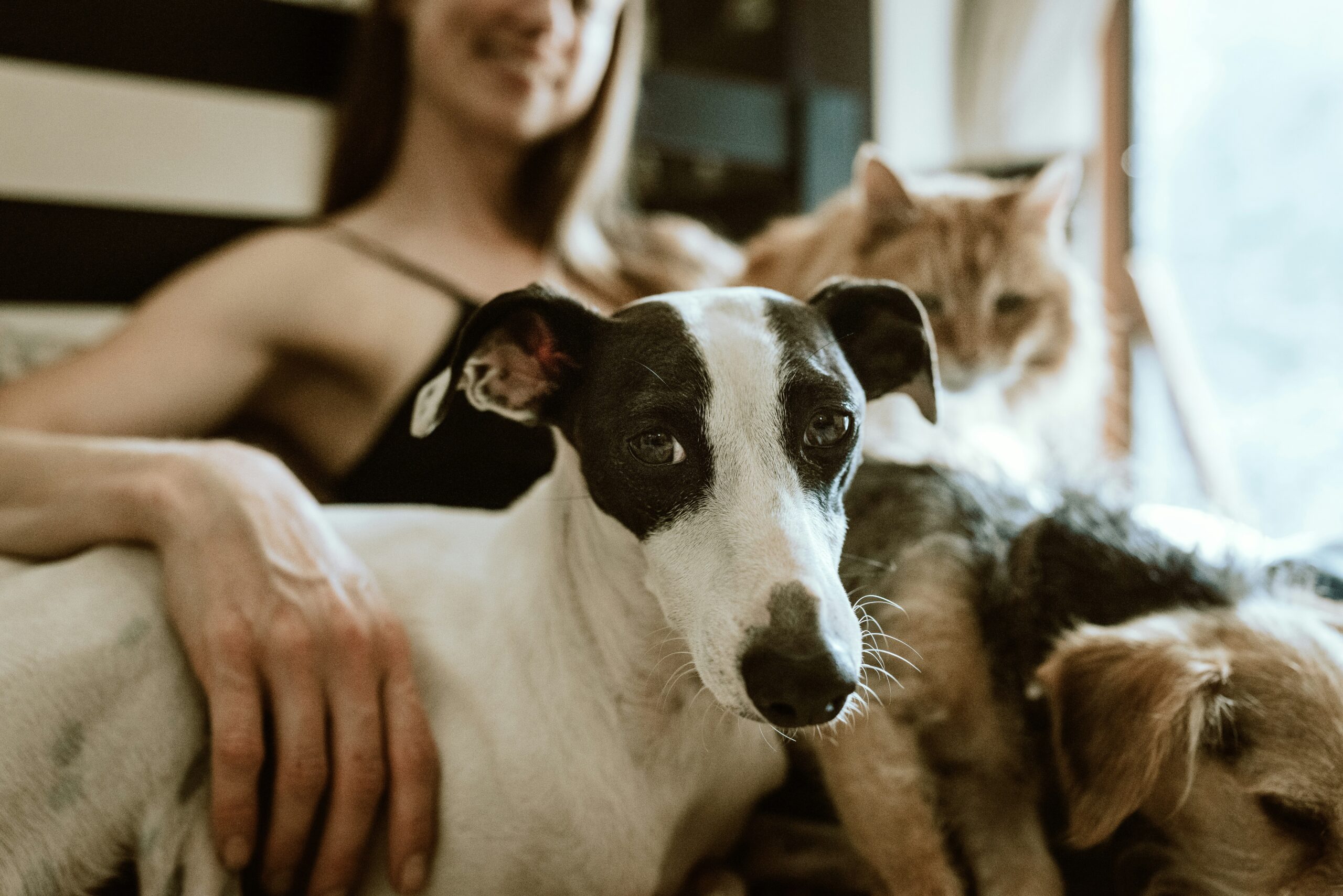 The Impact of Pets on Mental Health and Happiness