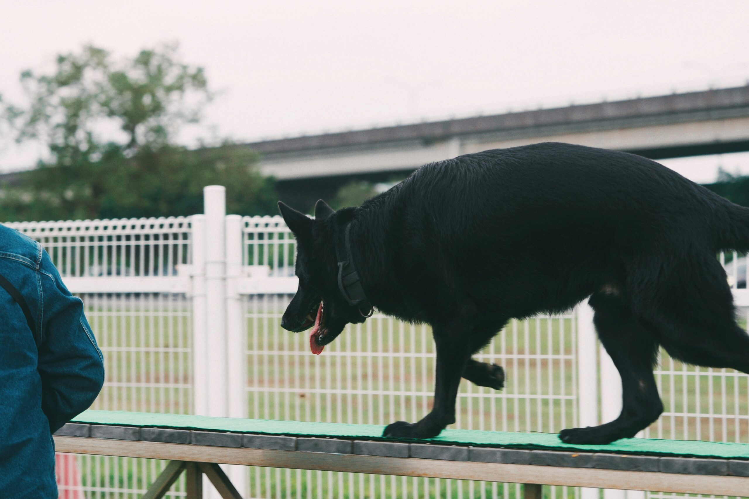 Training Your Pet: Everyday Tricks for Better Behavior