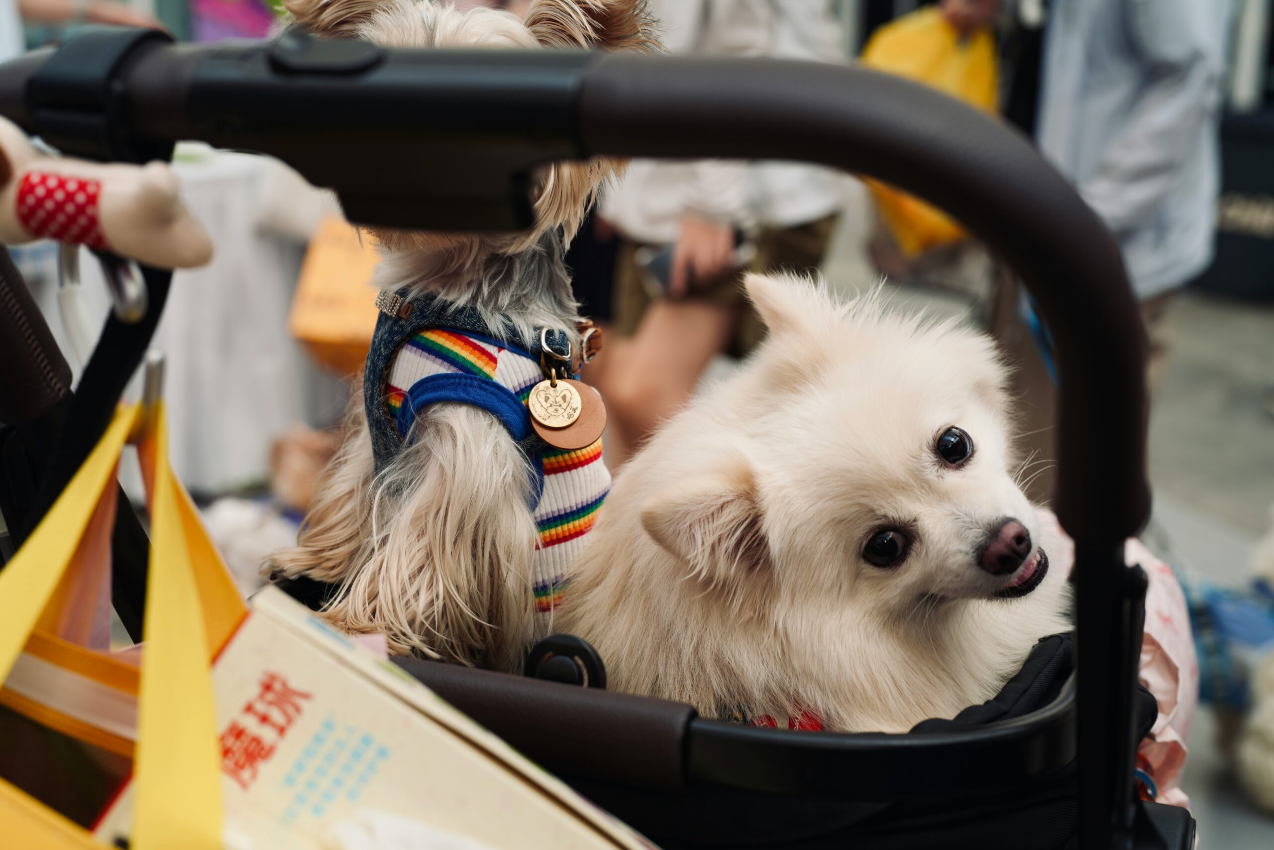 The Importance of Pet Fashion: Comfort Matters