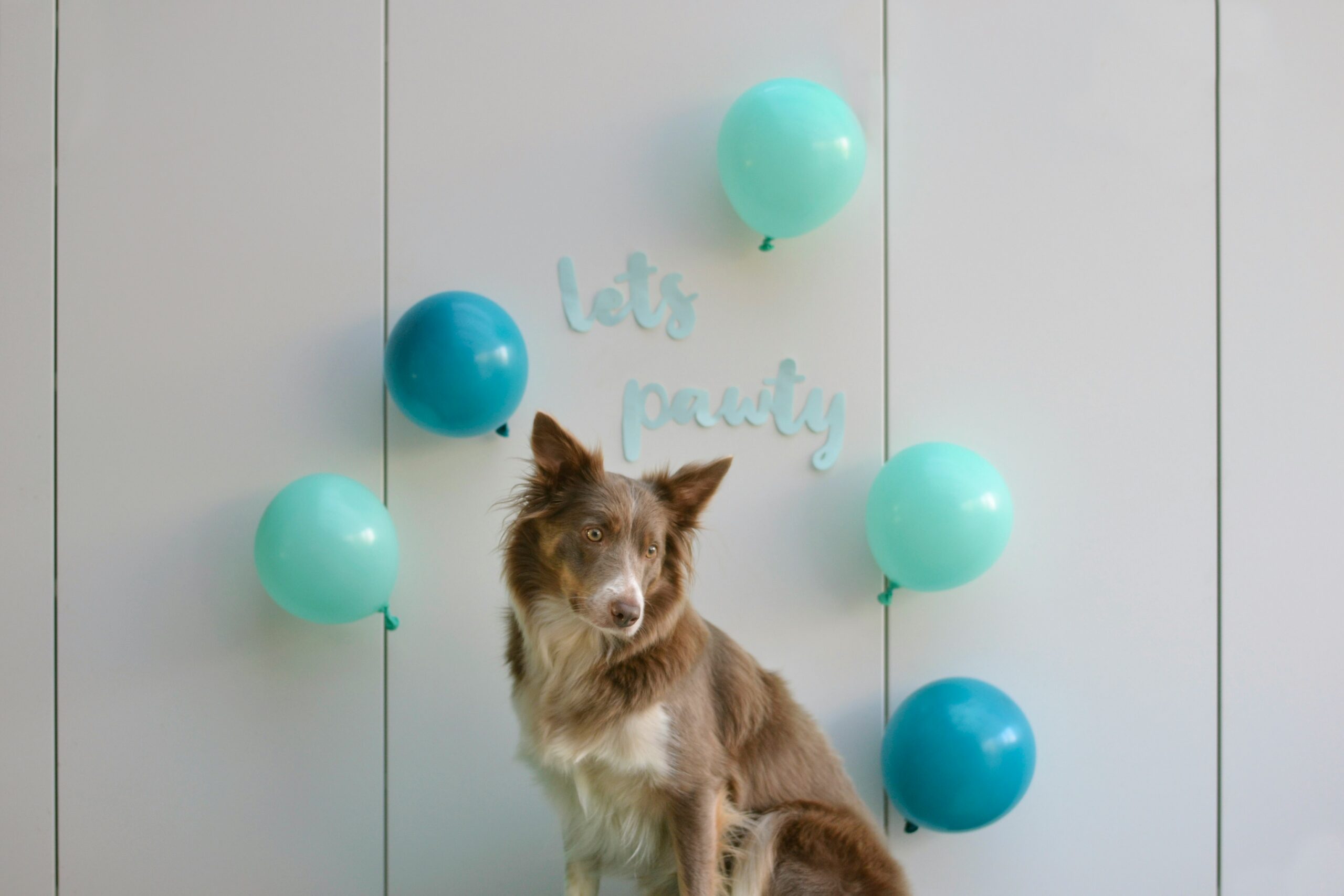 Making Memories: Celebrating Special Moments with Your Pet
