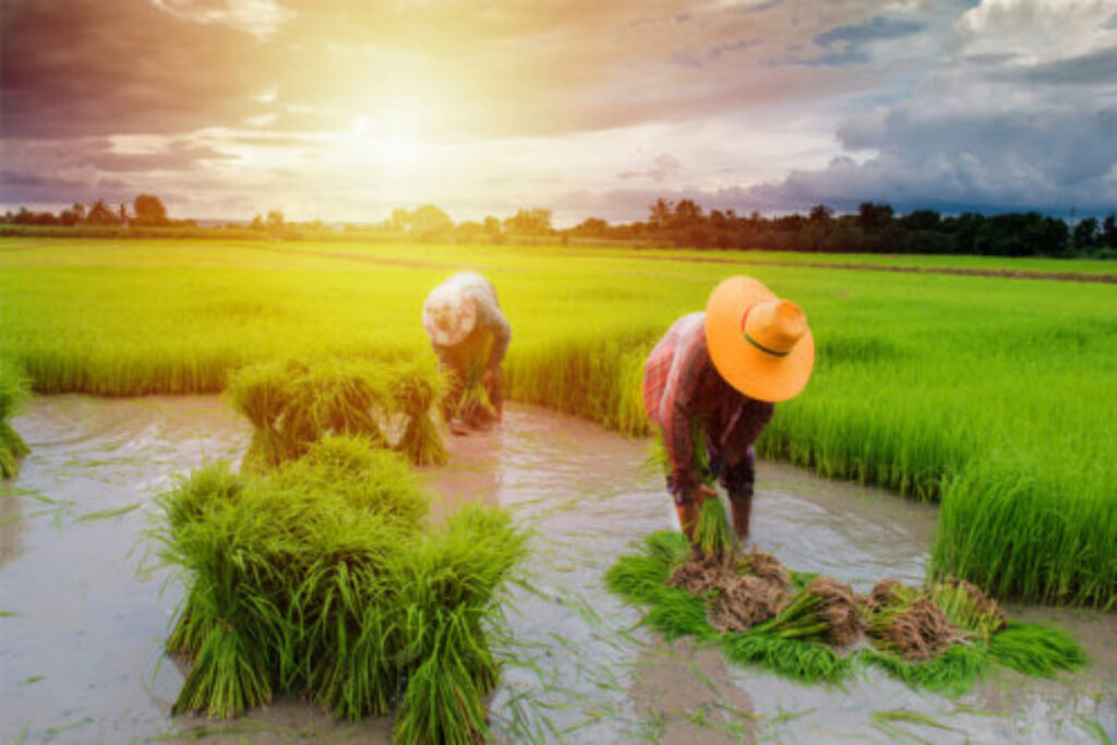 What does B.Sc Agriculture entail?