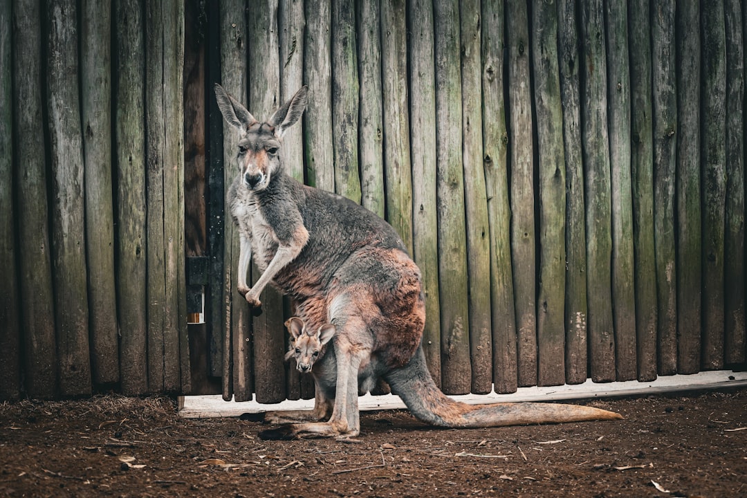 Finding Hidden Treasures on Craigslist Nashville TN