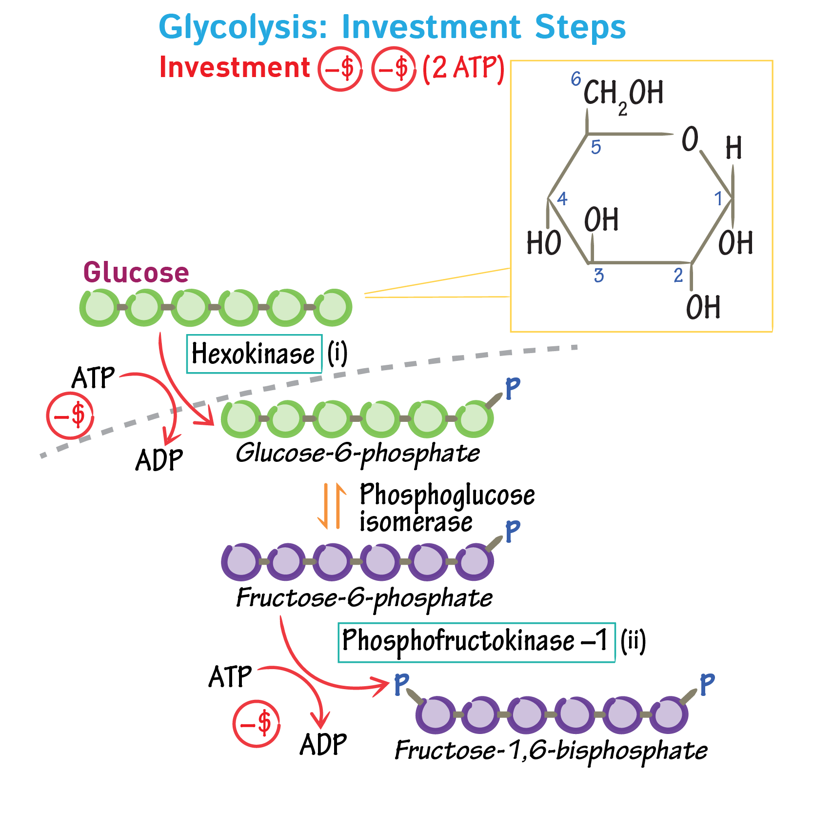 Glycolysis