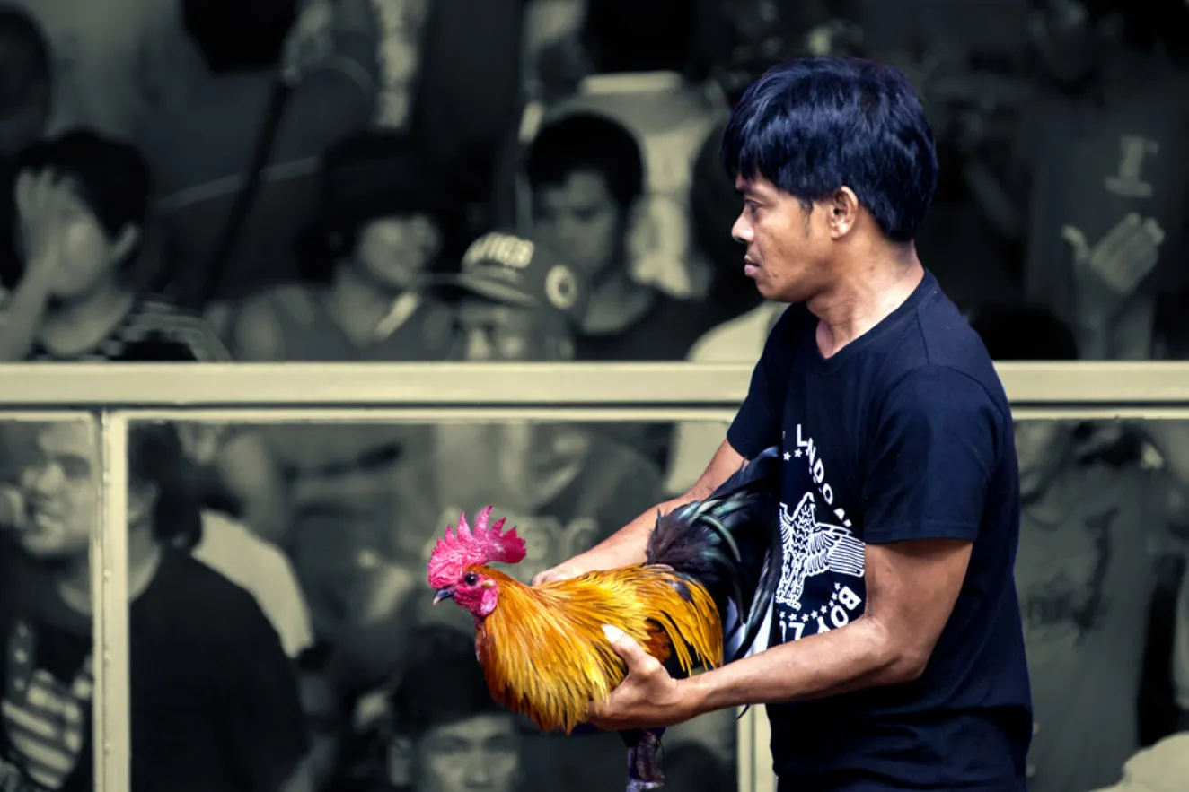 MBC2030: The Most Popular Online Sabong Platform