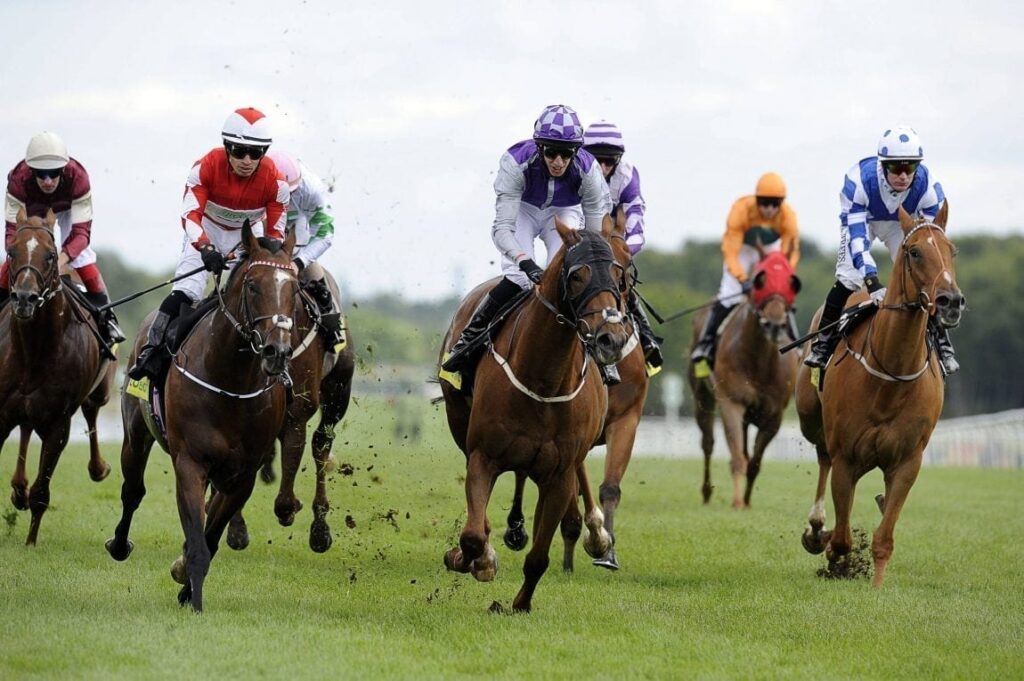 Jargon for Racing Betting Newbies