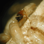 The Surprising Truth About Instant Guest Post Marketplaces