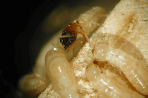 The Real Cost of Ignoring Termites: How Small Bugs Lead to Big Repairs